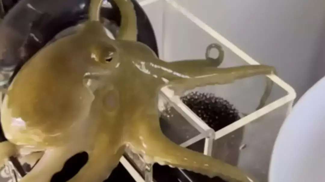 Dad shared message after buying pet octopus for nine-year-old son that destroyed their home