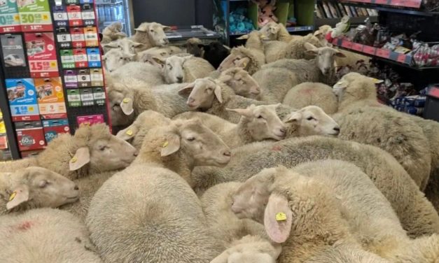 50 sheep escape shepherd, walk into grocery store