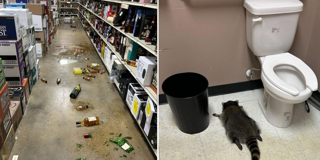 Spirit animal: Raccoon gets drunk as a skunk in a booze store – and sleeps off hangover in the toilet