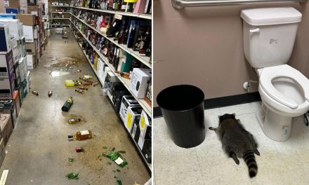 Spirit animal: Raccoon gets drunk as a skunk in a booze store – and sleeps off hangover in the toilet