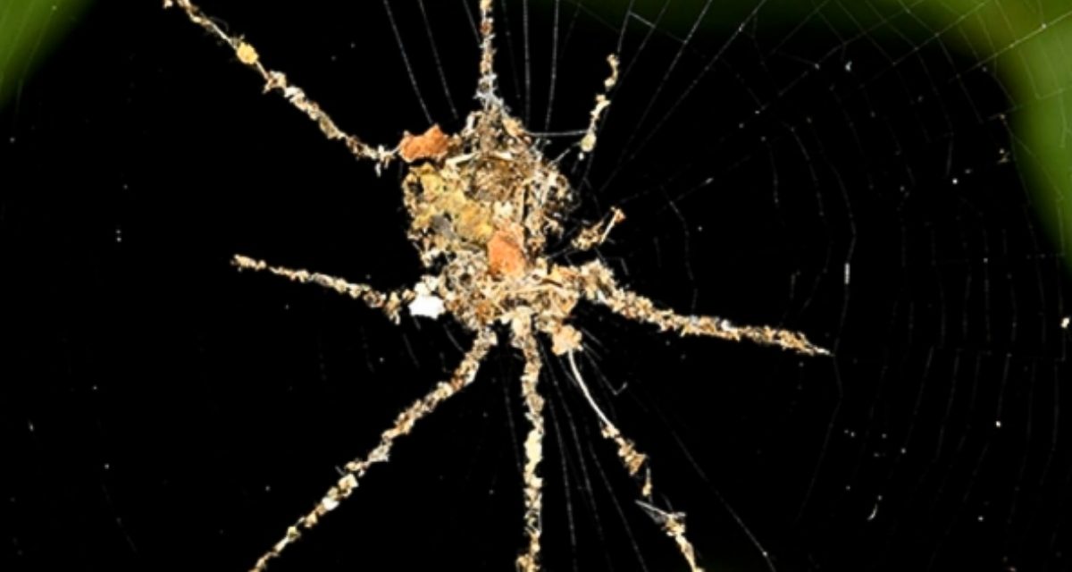 Tropical Spiders Make Fearsome ‘Puppets’ of Themselves For Protection