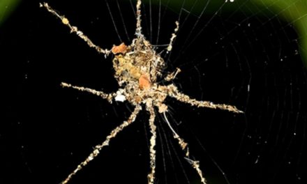 Tropical Spiders Make Fearsome ‘Puppets’ of Themselves For Protection