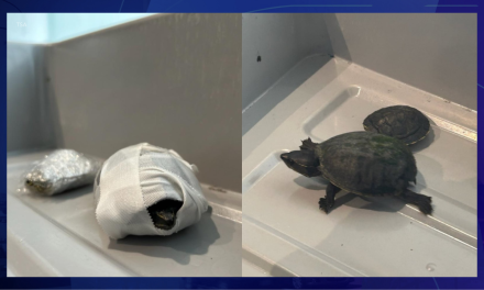 TSA’s most unusual finds of 2025 include turtles in a bra