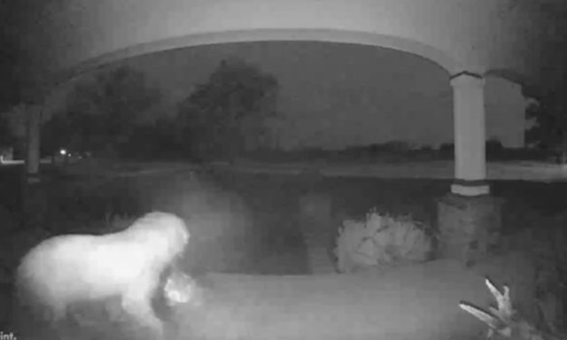 Four-legged ‘pooch pirates’ swipe package from Oklahoma City porch