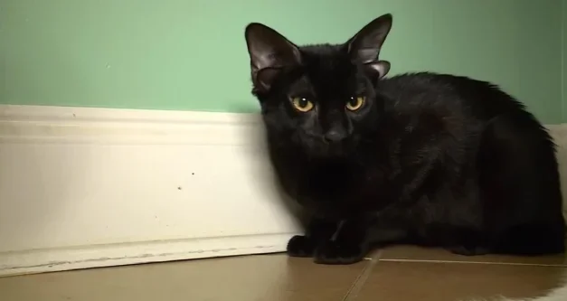 Four-eared foster kitten in Alabama becomes a viral star