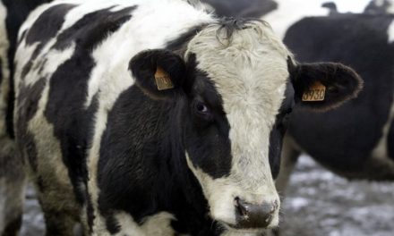 Loose cow prompts lockdown at Nebraska school