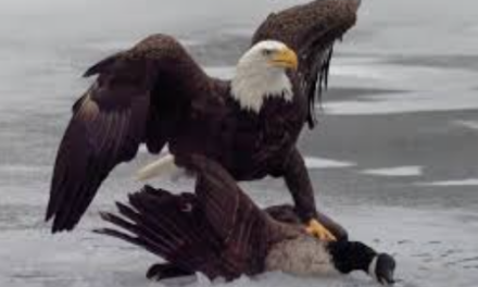 Trump shares bizarre AI video of him brawling on ice with Canadian hockey players