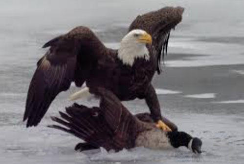 Trump shares bizarre AI video of him brawling on ice with Canadian hockey players