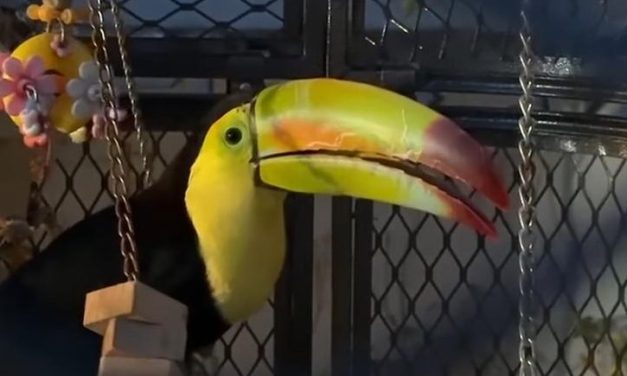 Toucan safely captured after months on the loose in Las Vegas