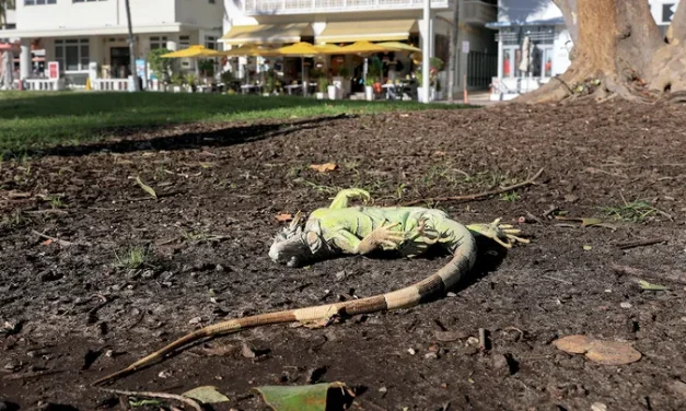 Over 5,000 cold-stunned iguanas removed in two days during state’s record freeze