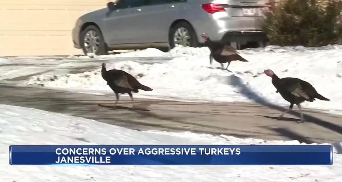 Wild turkeys terrorize Wisconsin neighborhood, chase postal workers