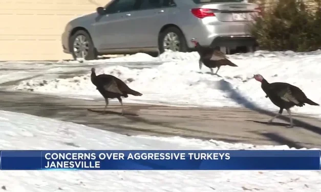 Wild turkeys terrorize Wisconsin neighborhood, chase postal workers