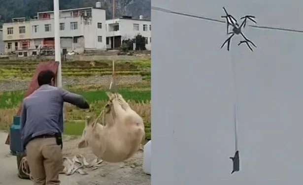 Flying Pig Leaves Entire Village without Electricity