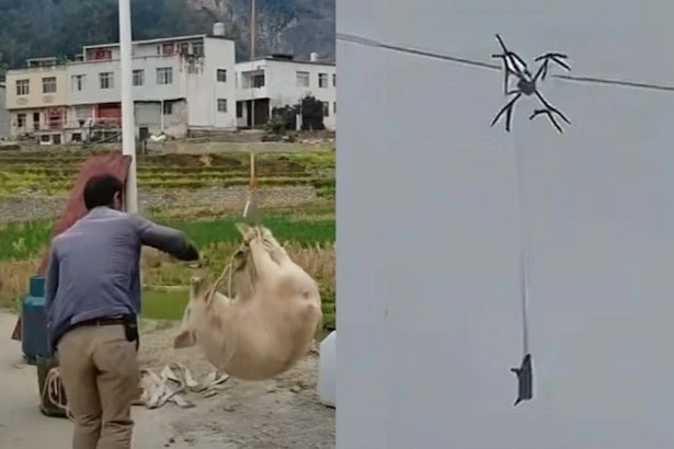 Flying Pig Leaves Entire Village without Electricity