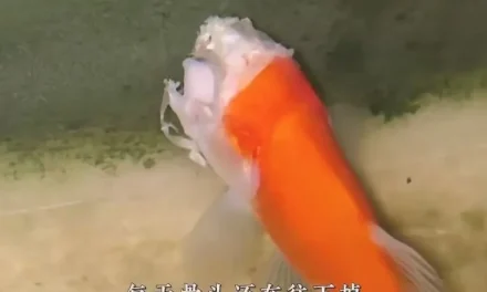 Goldfish Miraculously Survives for Two Weeks Despite Literally Losing Its Head
