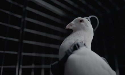 Russian Startup Allegedly Uses Brain Implants to Turn Pigeons into Surveillance Drones