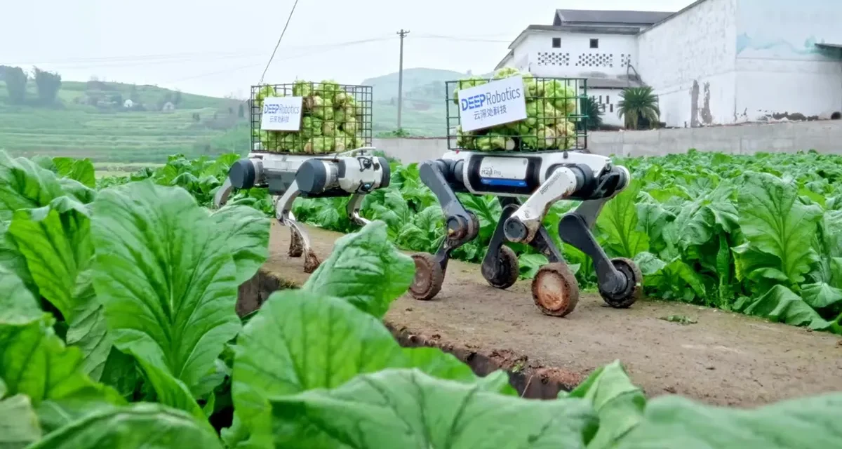 Robot Dogs Haul Produce From the Field
