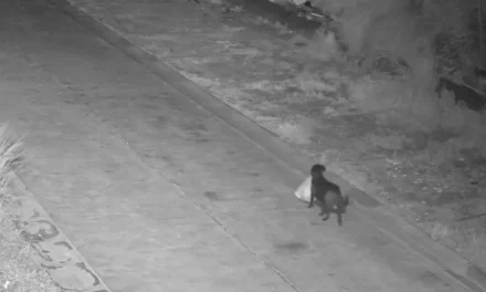 Man Allegedly Trains Dog to Illegally Dump Trash Bags on the Side of the Road