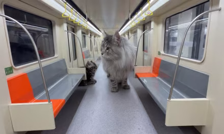 YouTuber finally finishes full Cat Town subway after two years building miniature city