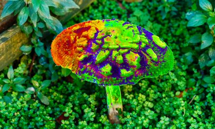 A Mushroom Is Sending Hundreds of People to the Hospital. They’re All Sharing the Same Bizarre Hallucination.