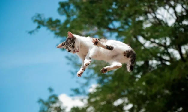 Cats’ Greatest Mystery Solved by Scientists