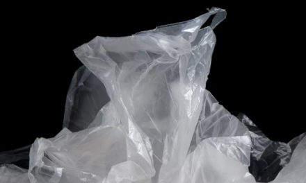 Researchers develop biodegradable, plant?based packaging from natural fibers – new research