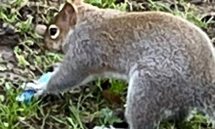 ‘Vaping’ squirrels spark warnings from experts