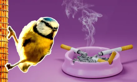 Birds Are Getting Hooked on Cigarettes