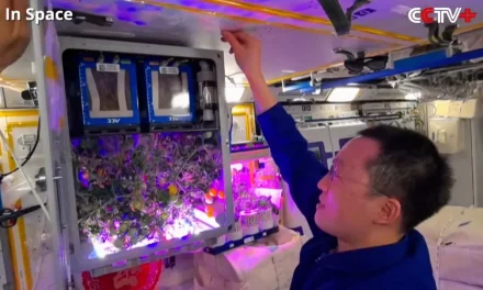 Chinese Space Station Astronauts Harvest Space Tomatoes