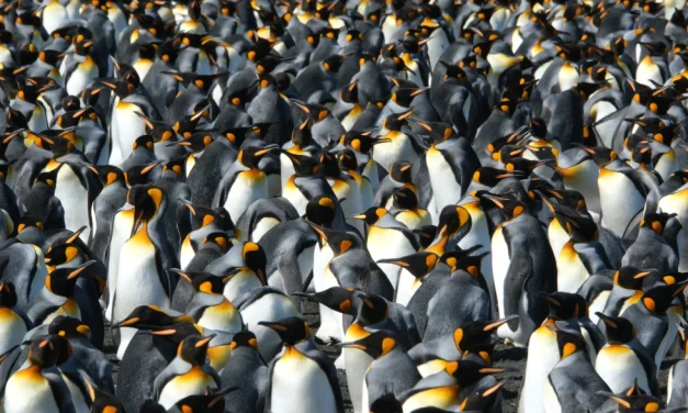 King penguins are the rare species benefiting from a warming world. But that could change