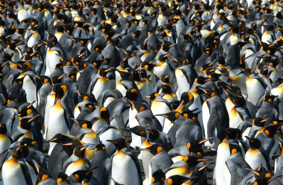 King penguins are the rare species benefiting from a warming world. But that could change