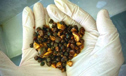 Cow Gallstones Are Now More Valuable Than Gold