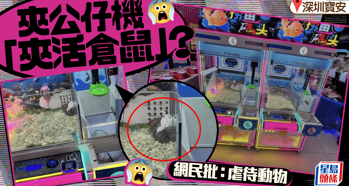 Arcade Draws Criticism for Using Live Hamsters as Prizes in Claw Machine Game