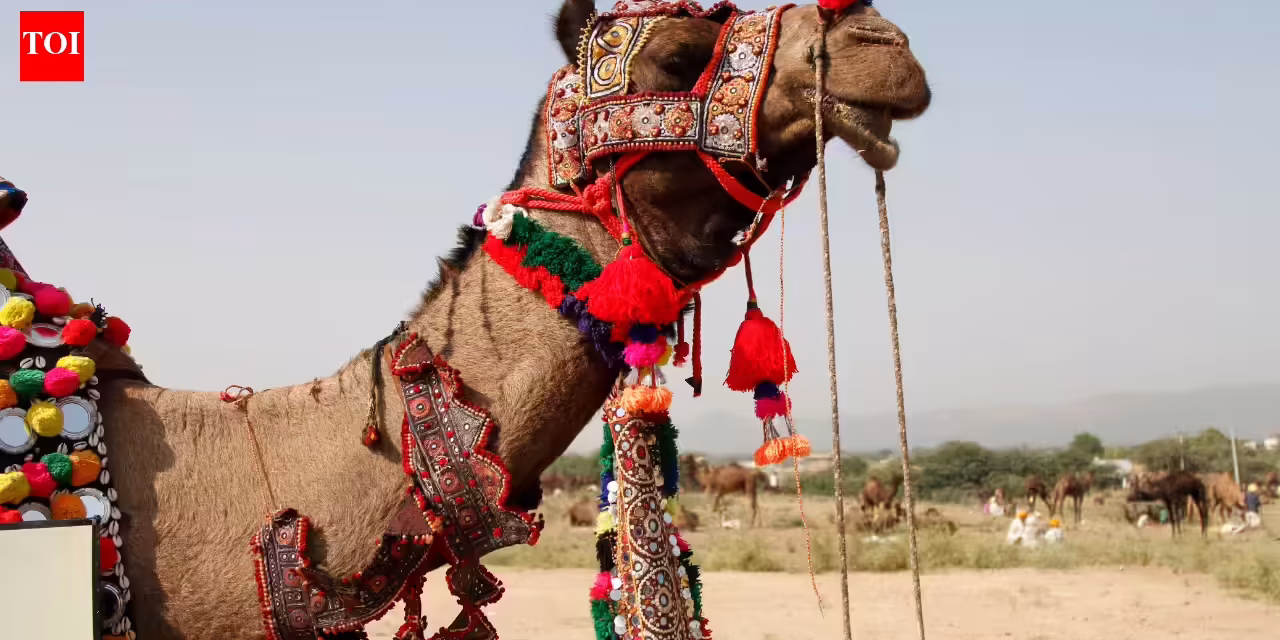 20 Camels Diqualified from Oman Beauty Contest for Botox Fillers and Plastic Surgery