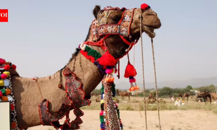 20 Camels Diqualified from Oman Beauty Contest for Botox Fillers and Plastic Surgery