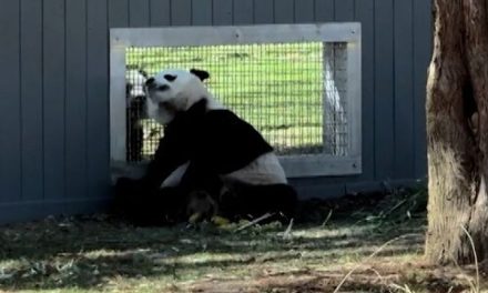Watch pandas flirt at Washington Zoo