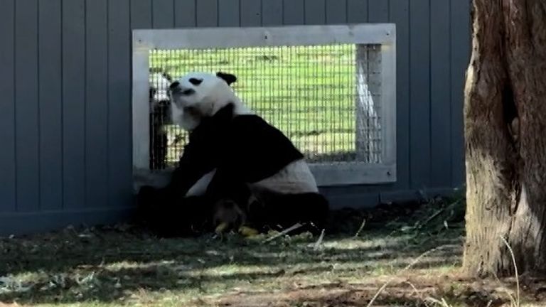 Watch pandas flirt at Washington Zoo