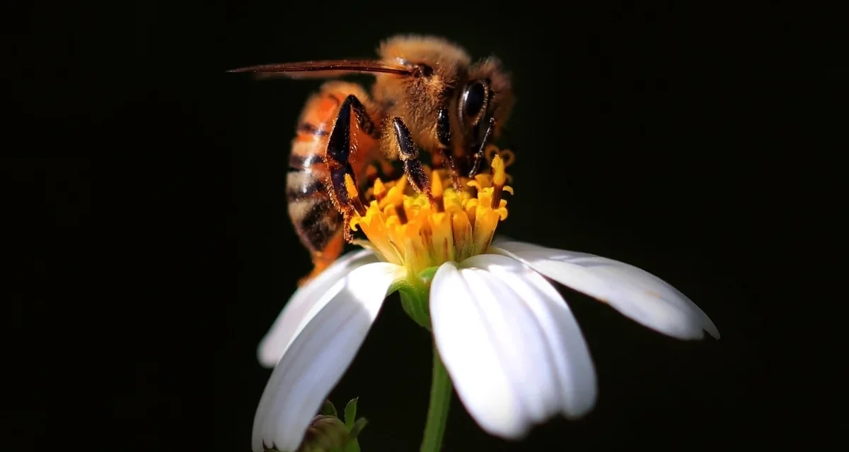 Bees Actually Can Count, New Study Suggests