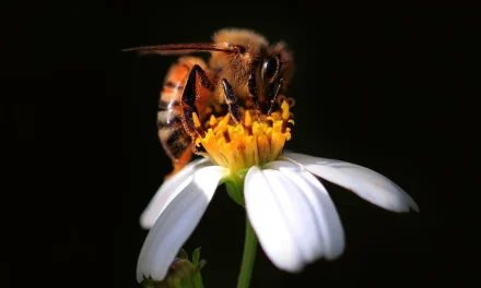 Bees Actually Can Count, New Study Suggests