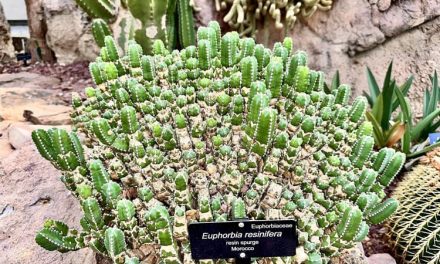 The World’s Spiciest Plant Makes the Hottest Chilli Pepper Feel Mild in Comparison