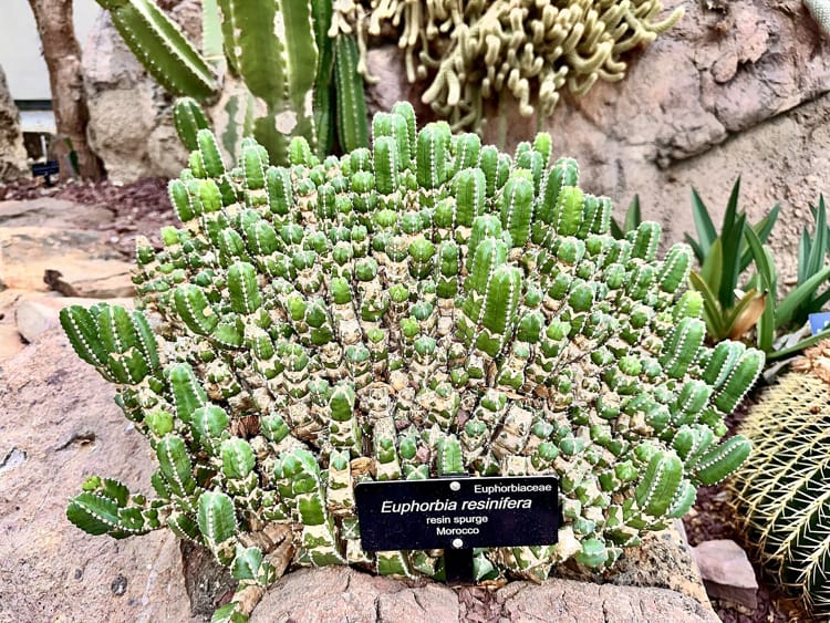 The World’s Spiciest Plant Makes the Hottest Chilli Pepper Feel Mild in Comparison