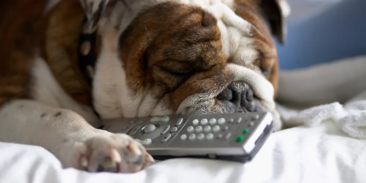 Your Dog’s Life Could Be Extended by New Daily Pill: What to Know