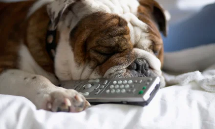 Your Dog’s Life Could Be Extended by New Daily Pill: What to Know