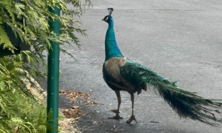 Loose peacock evades capture in Pennsylvania