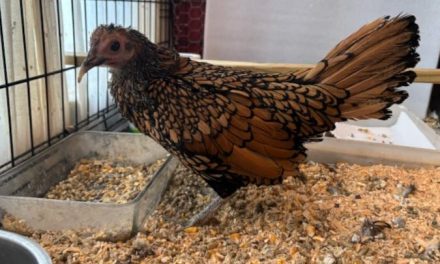 Maine chicken becomes oldest in the world at 15 years old
