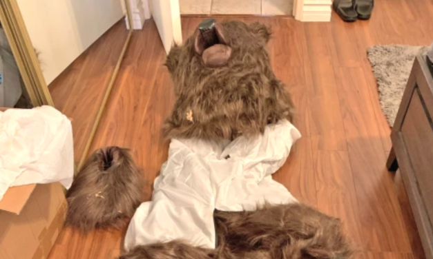 California bear-suit luxury car scam ends in insurance fraud sentences for 3