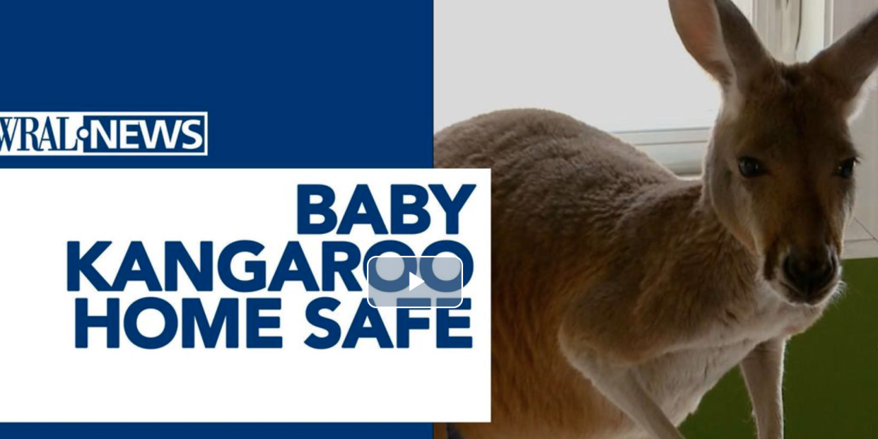 Chesney the kangaroo scales tall fence and flees petting zoo for three days on the lam