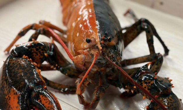 Ultra-rare split-colored lobster caught off Cape Cod