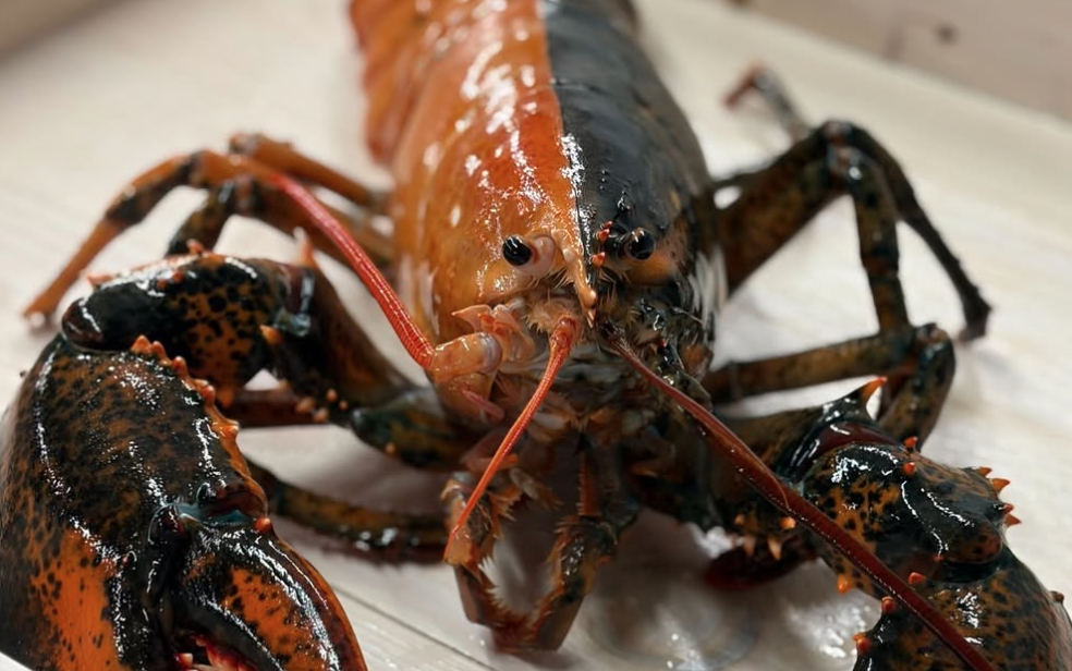 Ultra-rare split-colored lobster caught off Cape Cod