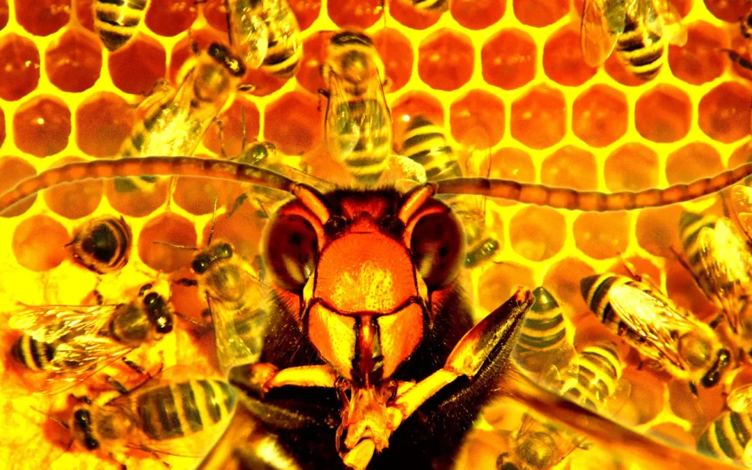 Woman Convicted for Attacking Police With Swarm of Furious Bees